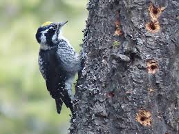 Attēlu rezultāti vaicājumam “Picoides tridactylus adult”