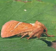 Attēlu rezultāti vaicājumam “Hepialus sylvina”