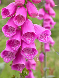 Attēlu rezultāti vaicājumam “Digitalis purpurea”