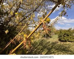 Attēlu rezultāti vaicājumam “Acer negundo male flower”