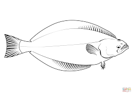 Image result for Reinhardtius hippoglossoides