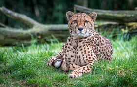 Afbeeldingsresultaat voor cheeta