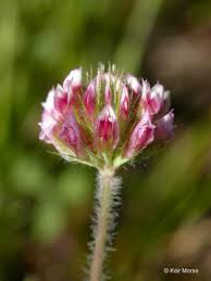 Attēlu rezultāti vaicājumam “Trifolium medium bud”