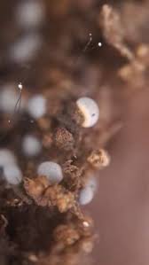 Attēlu rezultāti vaicājumam “Didymium difforme”