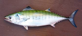 Image result for Sarda sarda