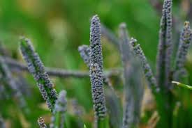 Attēlu rezultāti vaicājumam “Diderma cinereum”