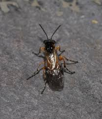 Attēlu rezultāti vaicājumam “Athelia pyriformis”