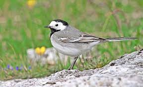 Attēlu rezultāti vaicājumam “Motacilla alba juvenile”