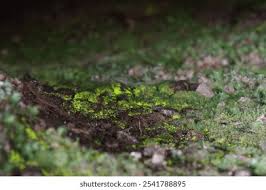 Attēlu rezultāti vaicājumam “Schistostega pennata”