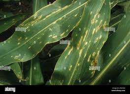 Attēlu rezultāti vaicājumam “Zea mays leaf”