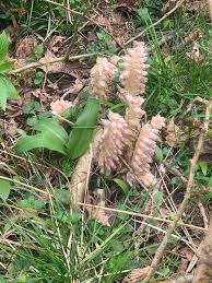 Attēlu rezultāti vaicājumam “Lathraea squamaria”