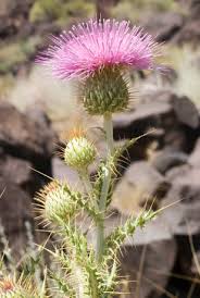Attēlu rezultāti vaicājumam “Cirsium x rigens leaf”