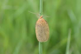 Attēlu rezultāti vaicājumam “Aphelia paleana larva”