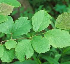 Attēlu rezultāti vaicājumam “Hamamelis virginiana leaf”