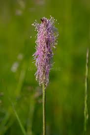 Attēlu rezultāti vaicājumam “Plantago media”