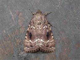 Attēlu rezultāti vaicājumam “Amphipyra pyramidea”