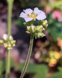 Attēlu rezultāti vaicājumam “Saxifragaceae”