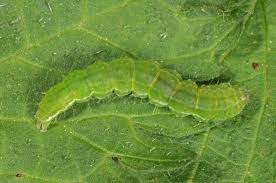 Attēlu rezultāti vaicājumam “Hypena proboscidalis”