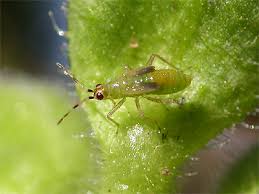 Attēlu rezultāti vaicājumam “Dicyphus nymph”