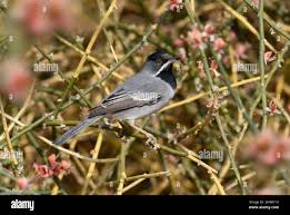 Image result for Sylvia rueppelli