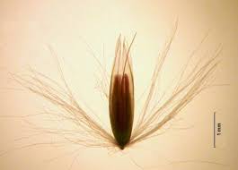Attēlu rezultāti vaicājumam “Calamagrostis purpurea flower”