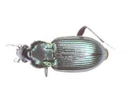 Attēlu rezultāti vaicājumam “Poecilus lepidus”