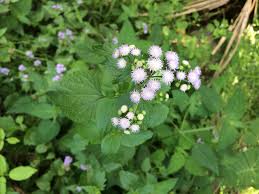 Image result for Ageratum conyzoides