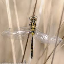 Attēlu rezultāti vaicājumam “Leucorrhinia dubia male”