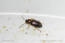 Attēlu rezultāti vaicājumam “Acupalpus flavicollis”