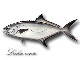 Image result for Lichia amia