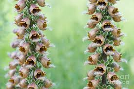 Image result for Digitalis ferruginea
