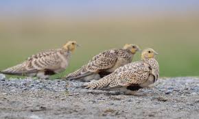 Image result for Syrrhaptes paradoxus