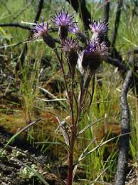 Attēlu rezultāti vaicājumam “Saussurea esthonica”