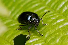 Attēlu rezultāti vaicājumam “Agelastica alni”