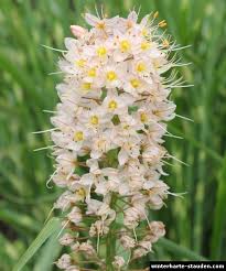 Image result for Steppenkerze