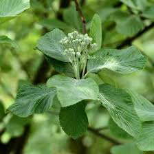 Attēlu rezultāti vaicājumam “Sorbus aria”