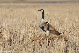 Attēlu rezultāti vaicājumam “Branta canadensis”