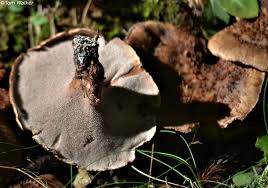 Attēlu rezultāti vaicājumam “Sarcodon imbricatum”