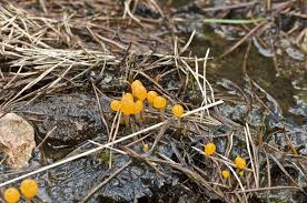 Attēlu rezultāti vaicājumam “Mitrula paludosa”