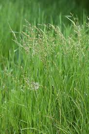 Attēlu rezultāti vaicājumam “Festuca pratensis”