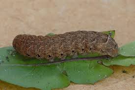 Attēlu rezultāti vaicājumam “Noctua fimbriata larva”