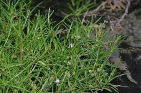 Attēlu rezultāti vaicājumam “Spergularia marina bud”