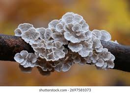 Attēlu rezultāti vaicājumam “Plicaturopsis crispa”