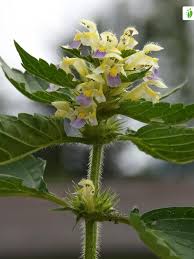 Attēlu rezultāti vaicājumam “Galeopsis speciosa”