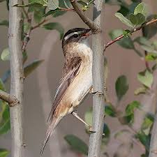 Attēlu rezultāti vaicājumam “Acrocephalus schoenobaenus adult”