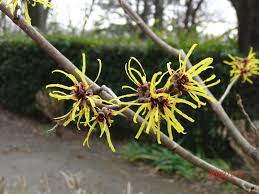 Attēlu rezultāti vaicājumam “Hamamelis japonica leaf”