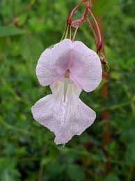 Image result for Impatiens glandulifera