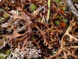 Attēlu rezultāti vaicājumam “Cetraria islandica”