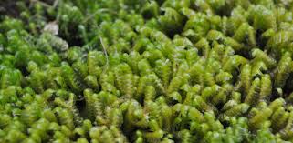 Attēlu rezultāti vaicājumam “Jungermannia hyalina cells”