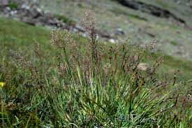 Attēlu rezultāti vaicājumam “Agrostis canina”